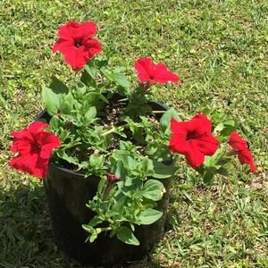 Meet your Posher, Chase